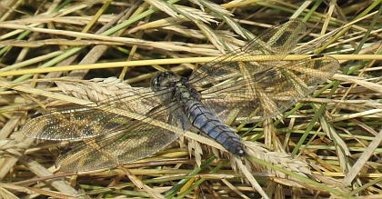  Broad Bodied Chaser